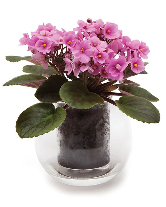 Cup O Flora Medium Self-watering Pot