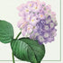 Paw Lunch Napkins 33cm Vintage Hydrangea Napkins The Cooks Kitchen 