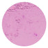 Rolkem Rainbow Spectrum - Dusky Rose