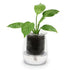 Cup O Flora Mini Self-watering Glass Pot Vases & Planters The Cooks Kitchen 