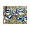 Blue Wrens Hard Backed Placemats