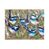 Blue Wrens Hard Backed Placemats Placemats & Coasters The Cooks Kitchen 