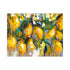 Lemon Tree Lane Hard Backed Placemats Placemats & Coasters The Cooks Kitchen 