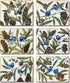 Cinnamon Blue Wren Coasters - Set Of 6 Placemats & Coasters The Cooks Kitchen 