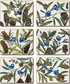 Cinnamon Blue Wren Coasters