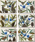 Cinnamon Blue Wren Coasters - Set Of 6