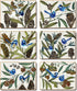 Cinnamon Blue Wren Placemats - Set Of 6 Placemats & Coasters The Cooks Kitchen 