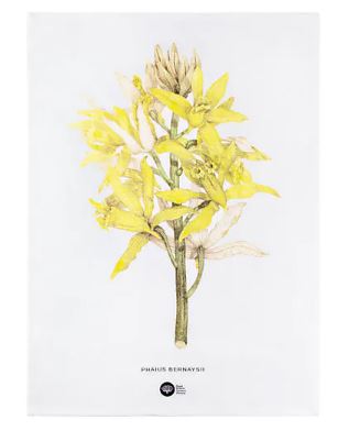 Maxwell & Williams Royal Botanic Gardens - Australian Orchids Tea Towel 50x70cm - Yellow