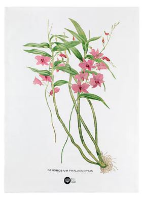 Maxwell & Williams Royal Botanic Gardens - Australian Orchids Tea Towel 50x70cm - Pink