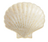 Casa Domani Il Mare Shell Dish 15x2.5cm