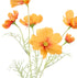 Rogue Cosmos Flower Spray - Orange 62x15x18cm Artificial Plants The Cooks Kitchen 