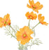 Rogue Cosmos In Milk Bottle Orange