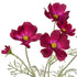 Rogue Cosmos In Milk Bottle Burgundy Artificial Plants The Cooks Kitchen 