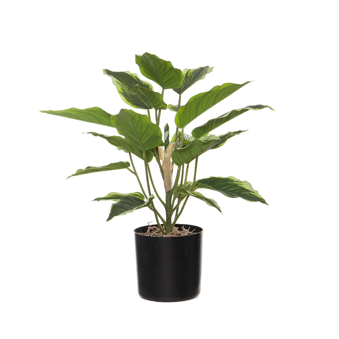 Rogue Hosta Plant-garden Pot Variegated 40x40x51cm